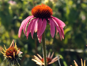 Echinacea s0068p